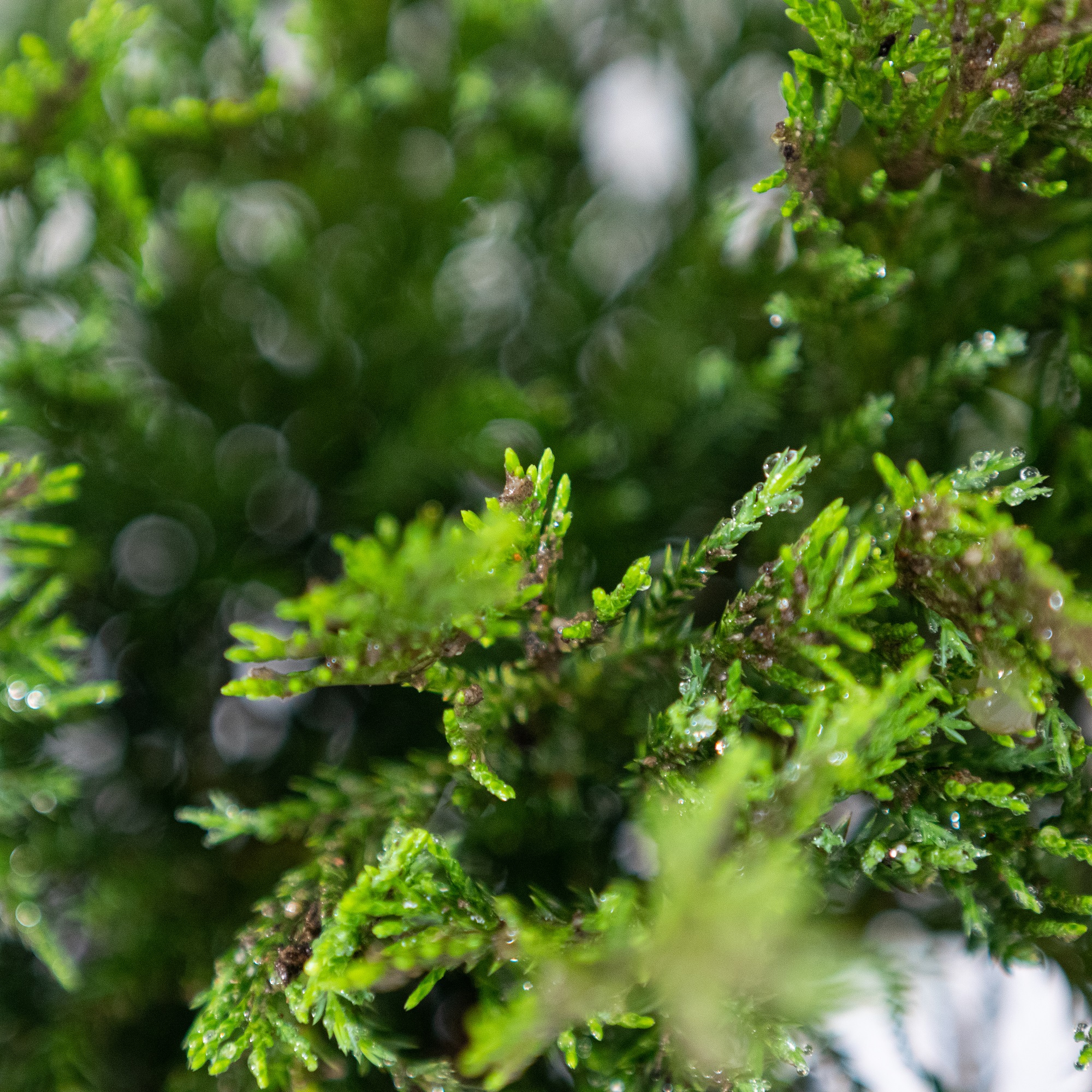 Planta naturala Juniperus Prince of Wales, conifer acoperitor de sol, vesnic verde, de exterior, in ghiveci, Ø 30/40 cm, H 25/35 cm, verde albastrui