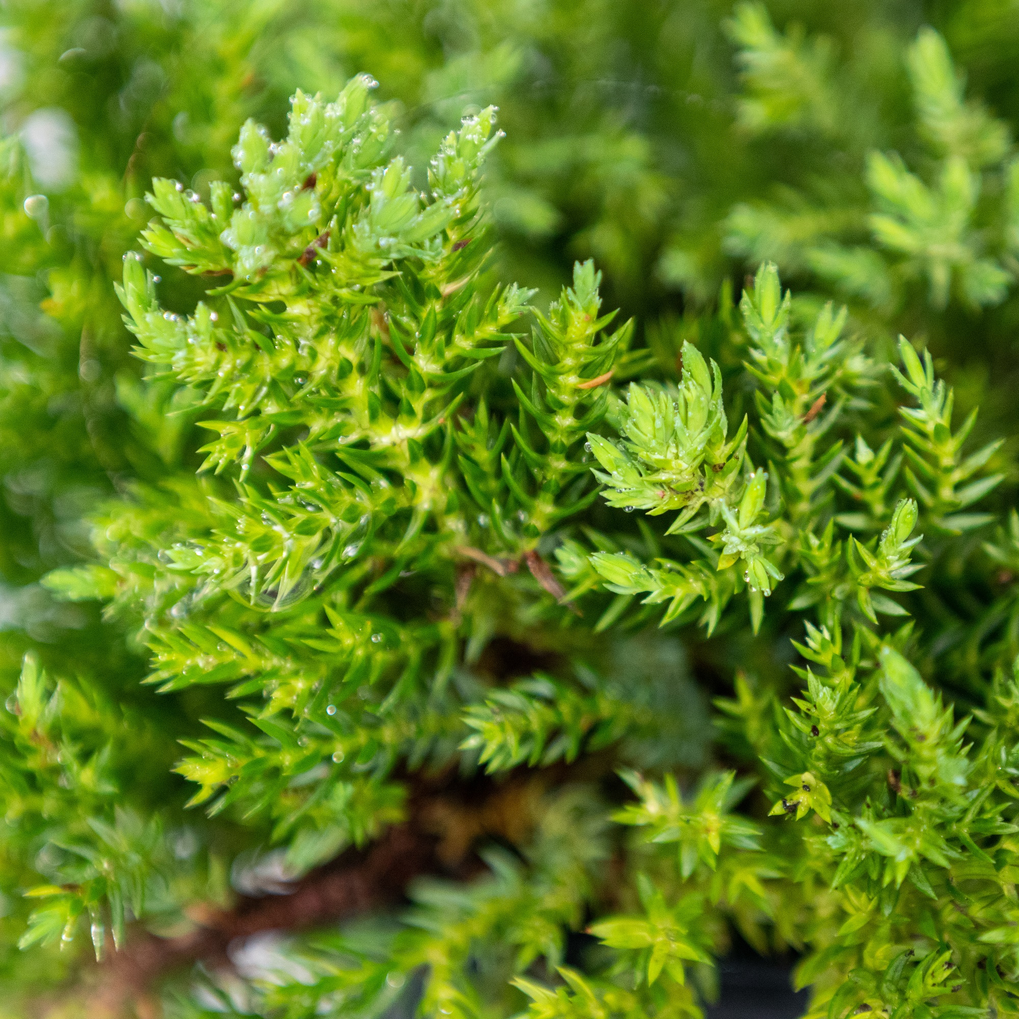 Planta naturala Juniperus procumbens var. Nana, conifer vesnic verde, de exterior, in ghiveci C2, Ø 15/25 cm, H 25/35 cm, verde viu