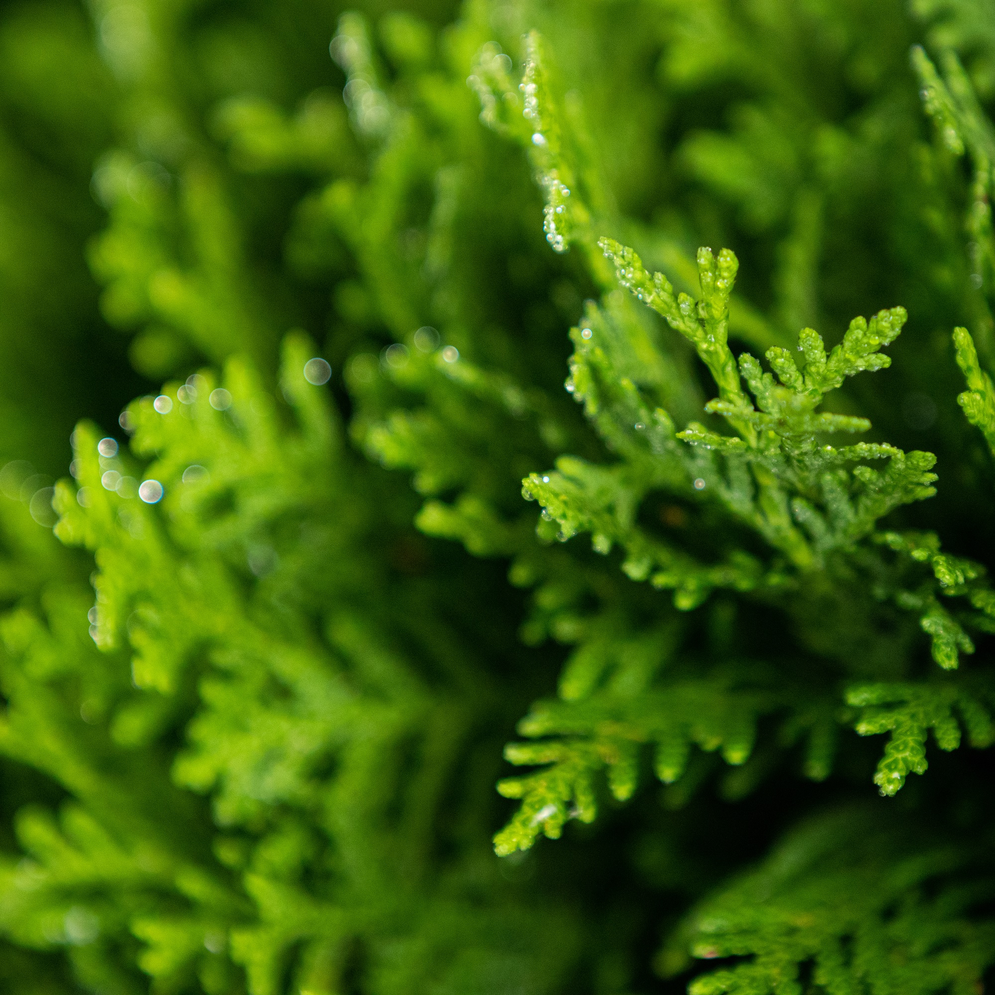 Thuja occidentalis var Danica